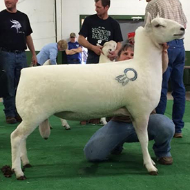 Champion Ram