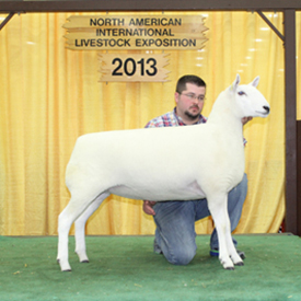 Best Headed Ewe