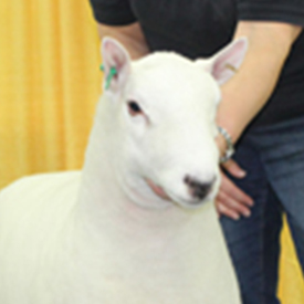 Best Headed Ram